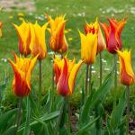 Bulbes à fleurs à planter à l'automne - Tulipe Vendée Globe (x8) - face recto